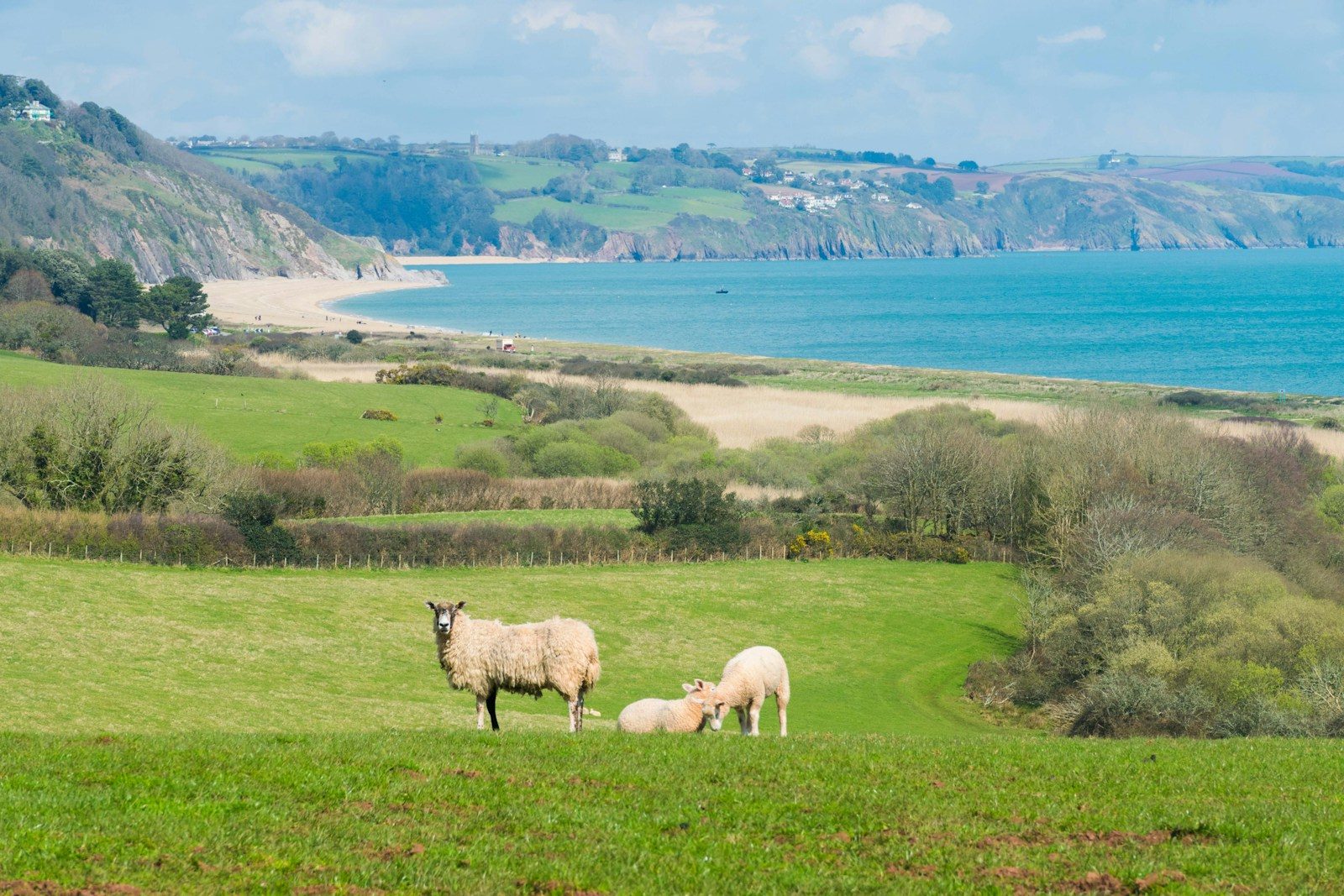 a group of sheep standing on top of a lush green field